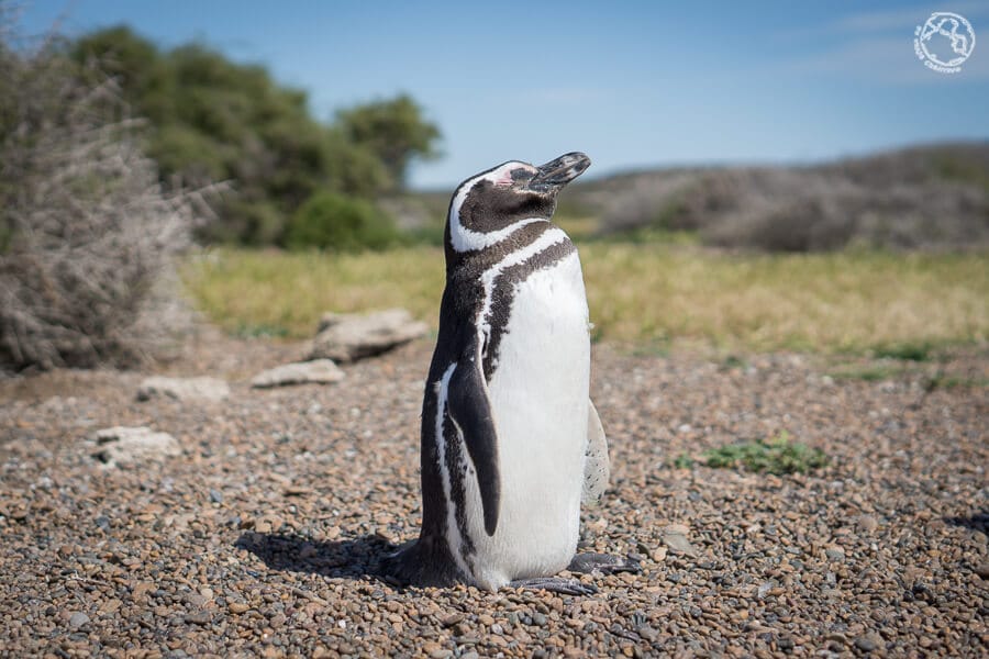 Pingüinos en Península Valdés