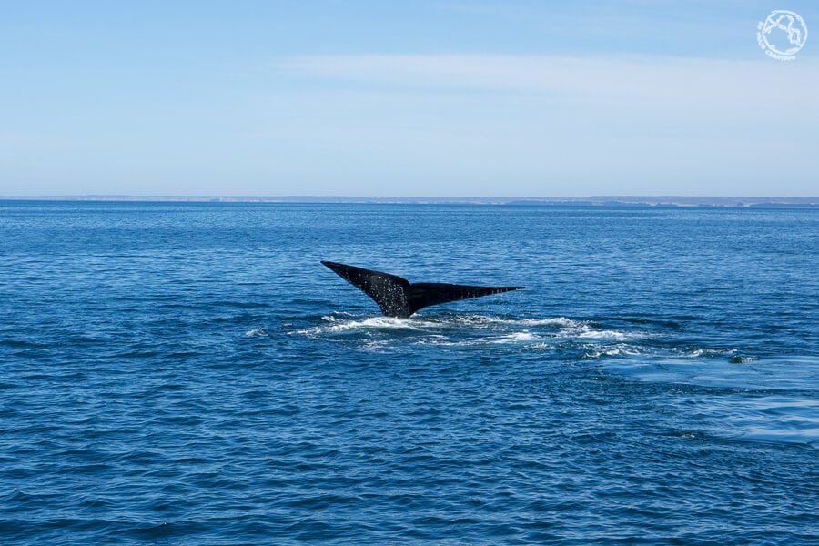 Puerto Madryn ballenas