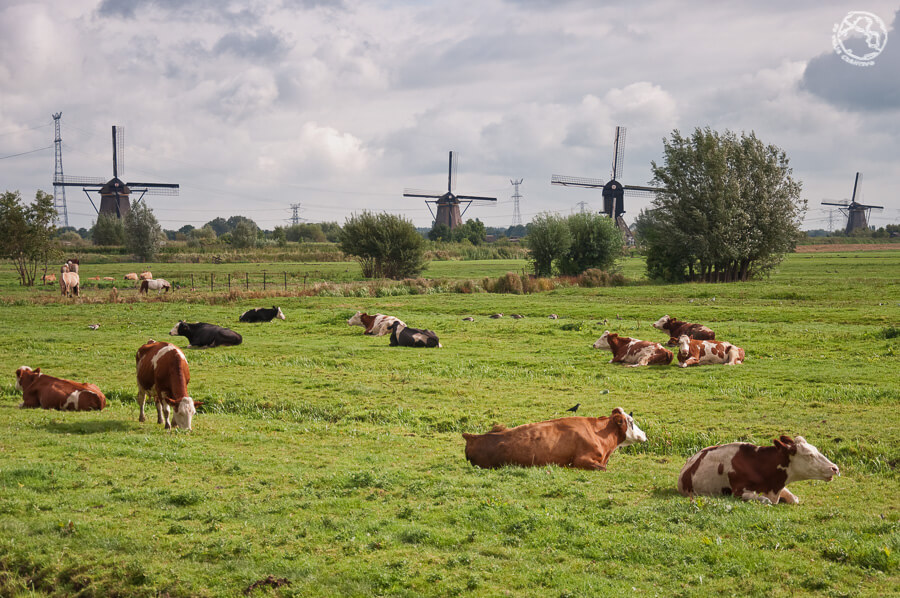 Que ver cerca de Amsterdam