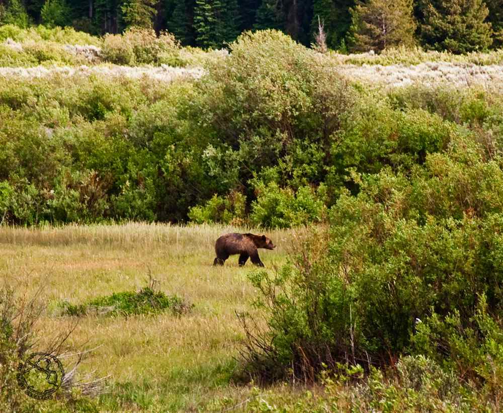 Ver osos en Yellowstone