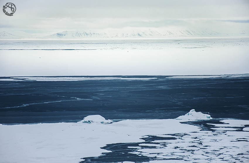 Svalbard oso polar