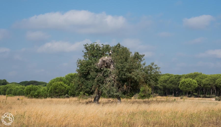 Doñana Huelva Doñana Huelva