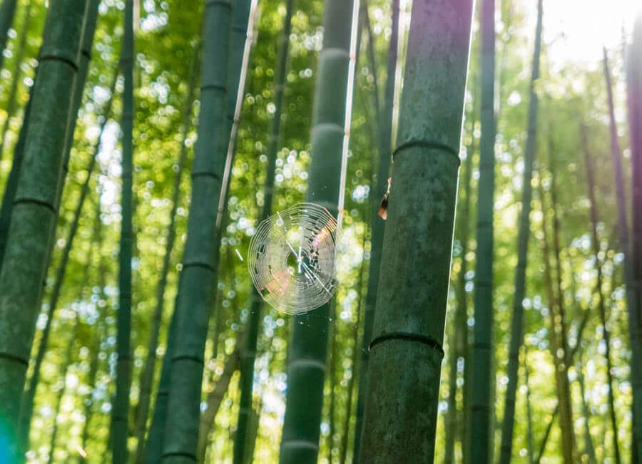 QUÉ HACER y QUÉ VER en KIOTO en 3 DÍAS QUÉ HACER y QUÉ VER en KIOTO en 3 DÍAS