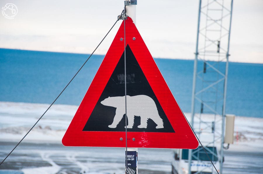 viajes organizados a Svalbard osos polares
