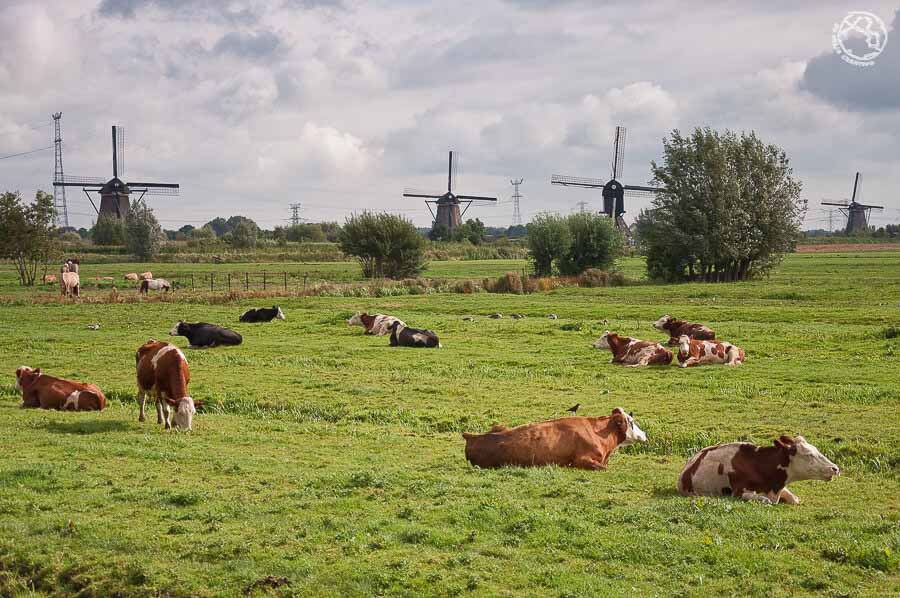 Visitar Zaanse schans, Volendam, Edam, Marken desde Amsterdam